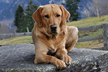 Labrador retriever adults best sale available